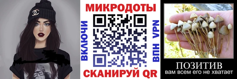 Псилоцибиновые грибы Psilocybine cubensis  Белгород 